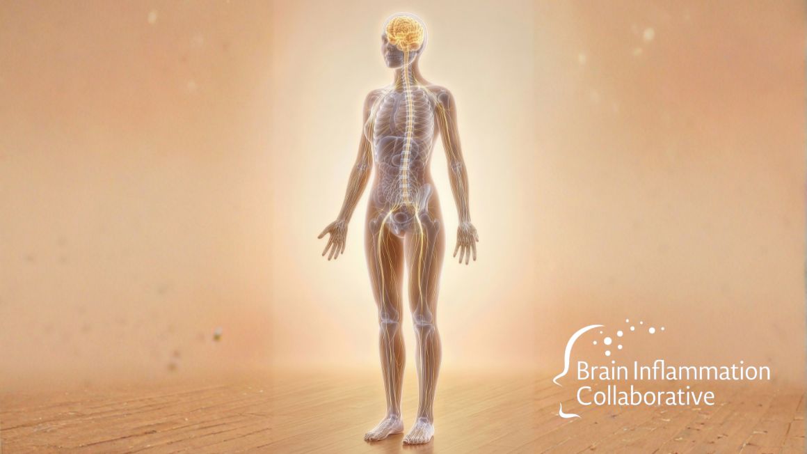 Brain Inflammation Collaborative tweet media