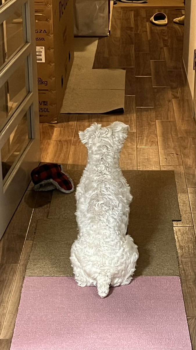 茶リオとビノの生活 tweet media