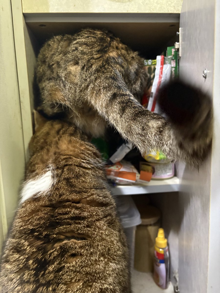 LOVECATS tweet media