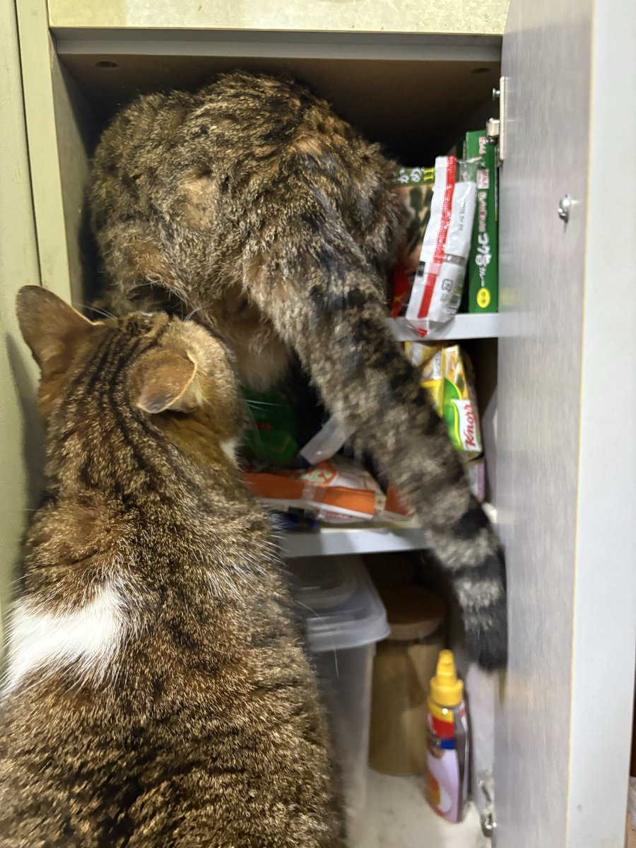 LOVECATS tweet media