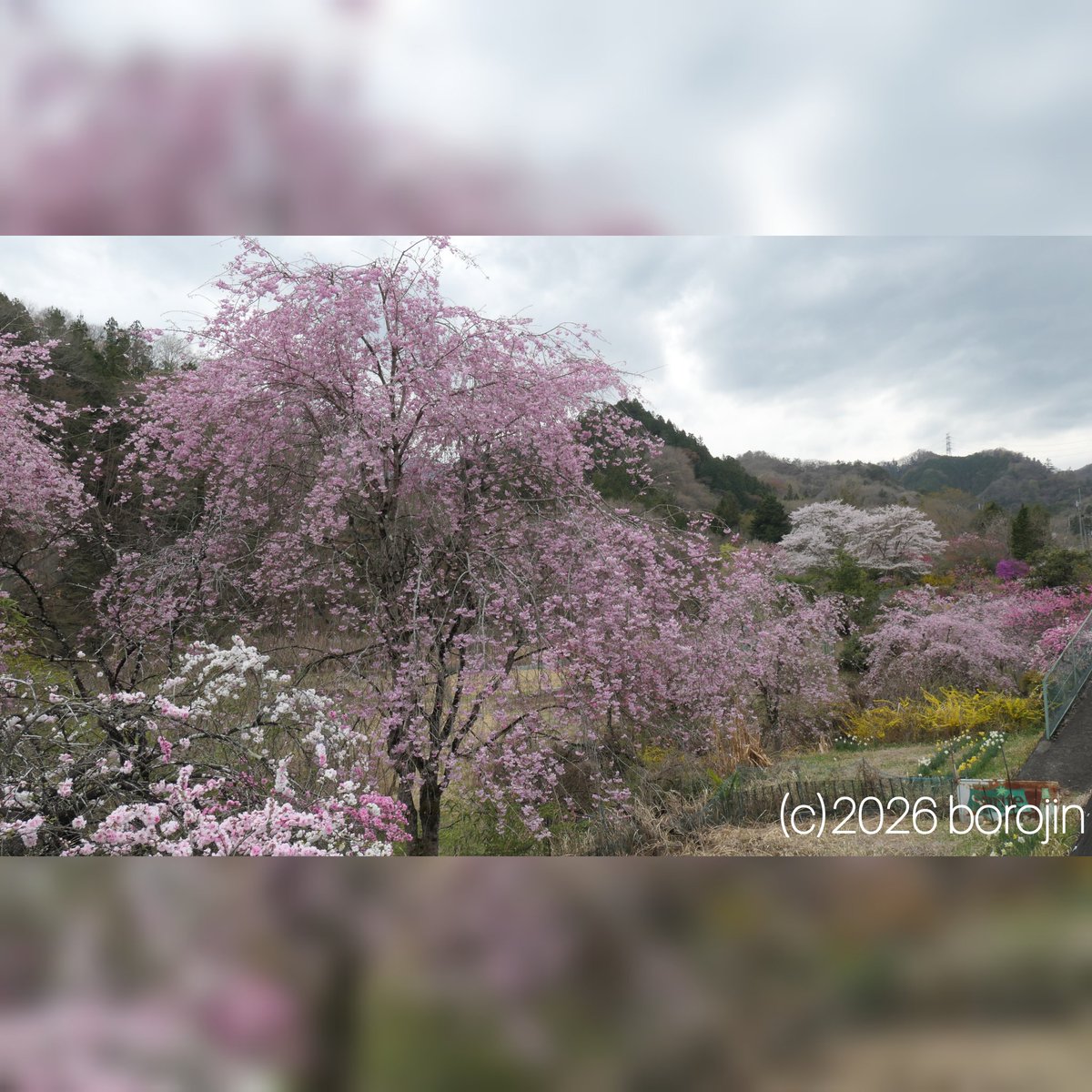 borojin's tweet photo. 【秩父散歩】桜花巡り〜(長留のしだれ桜/小鹿野町)
影森から蕨平を抜け、坂本牧場先の長留のしだれ桜。曇ってしまったが、まだまだ長留川沿いのしだれ桜が綺麗に咲いていた。
無料の駐車場がありがたい。
※4/6撮影 https://t.co/NMMskZD2ax