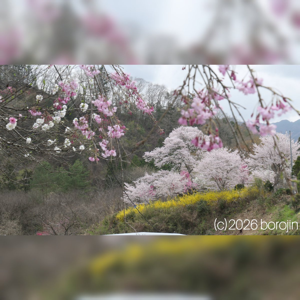 borojin's tweet photo. 【秩父散歩】桜花巡り〜(長留のしだれ桜/小鹿野町)
影森から蕨平を抜け、坂本牧場先の長留のしだれ桜。曇ってしまったが、まだまだ長留川沿いのしだれ桜が綺麗に咲いていた。
無料の駐車場がありがたい。
※4/6撮影 https://t.co/NMMskZD2ax