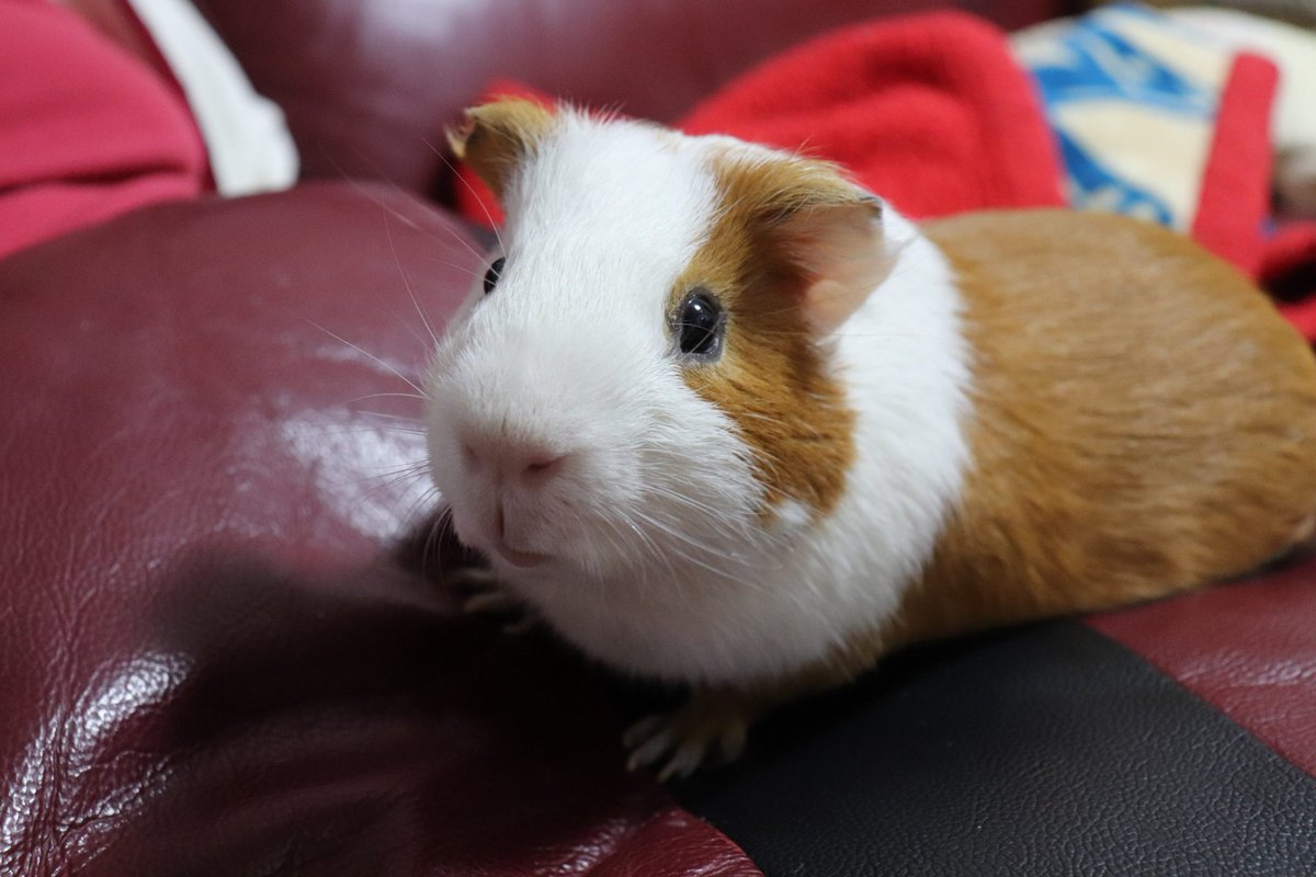 ゆうき tweet media