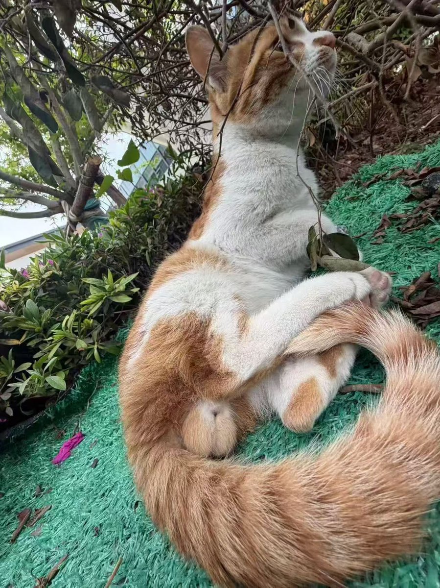 才下雨 tweet media