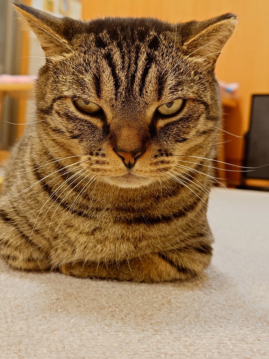 あーちと短足マンチカンふづき＆おちょぼ tweet media