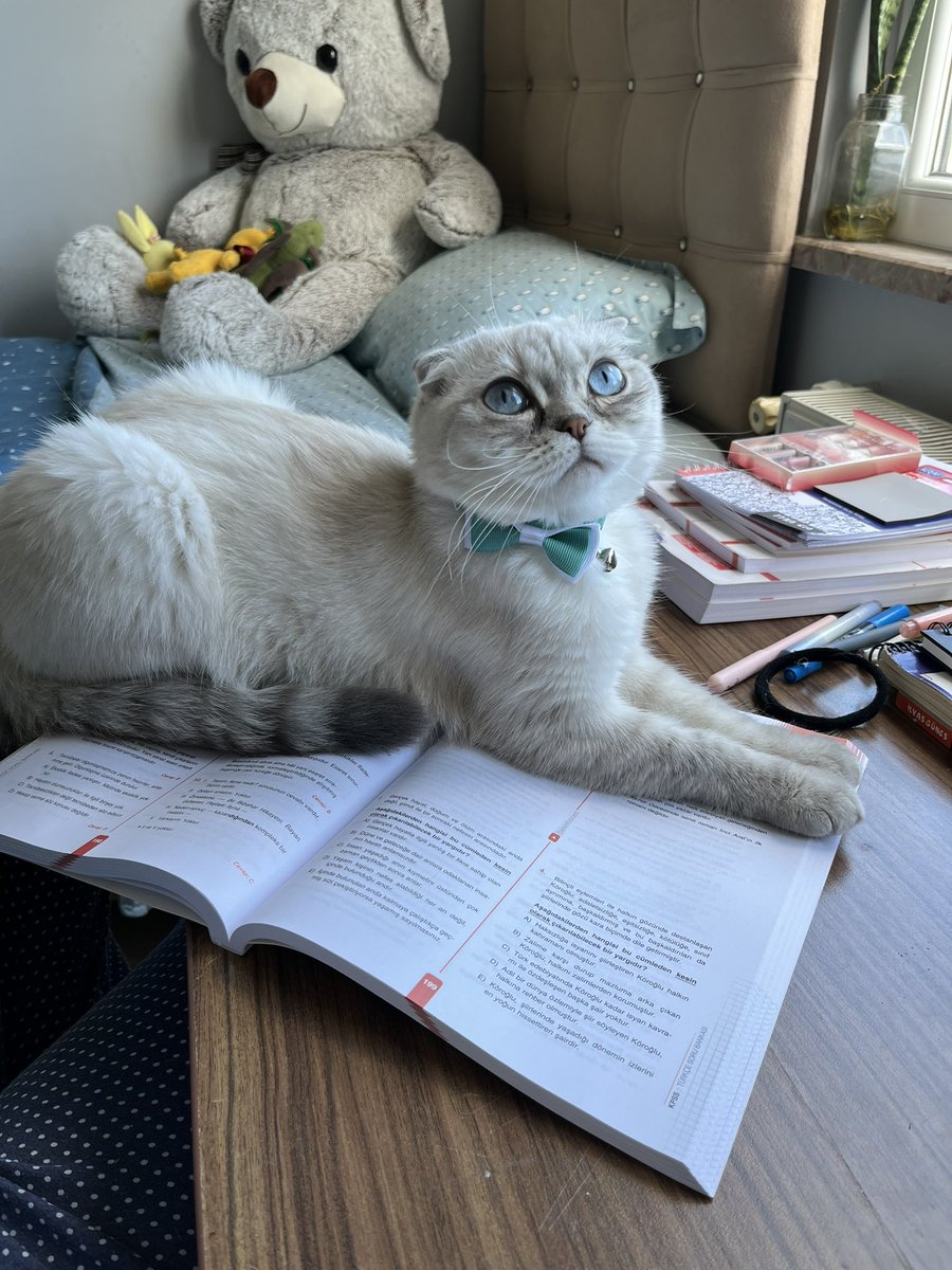 süslaş rakun kuyruk tweet media