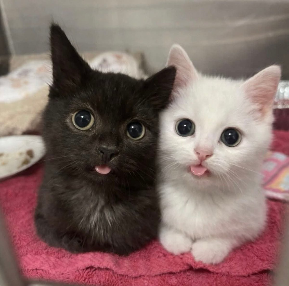 𝐍𝐎 tweet media