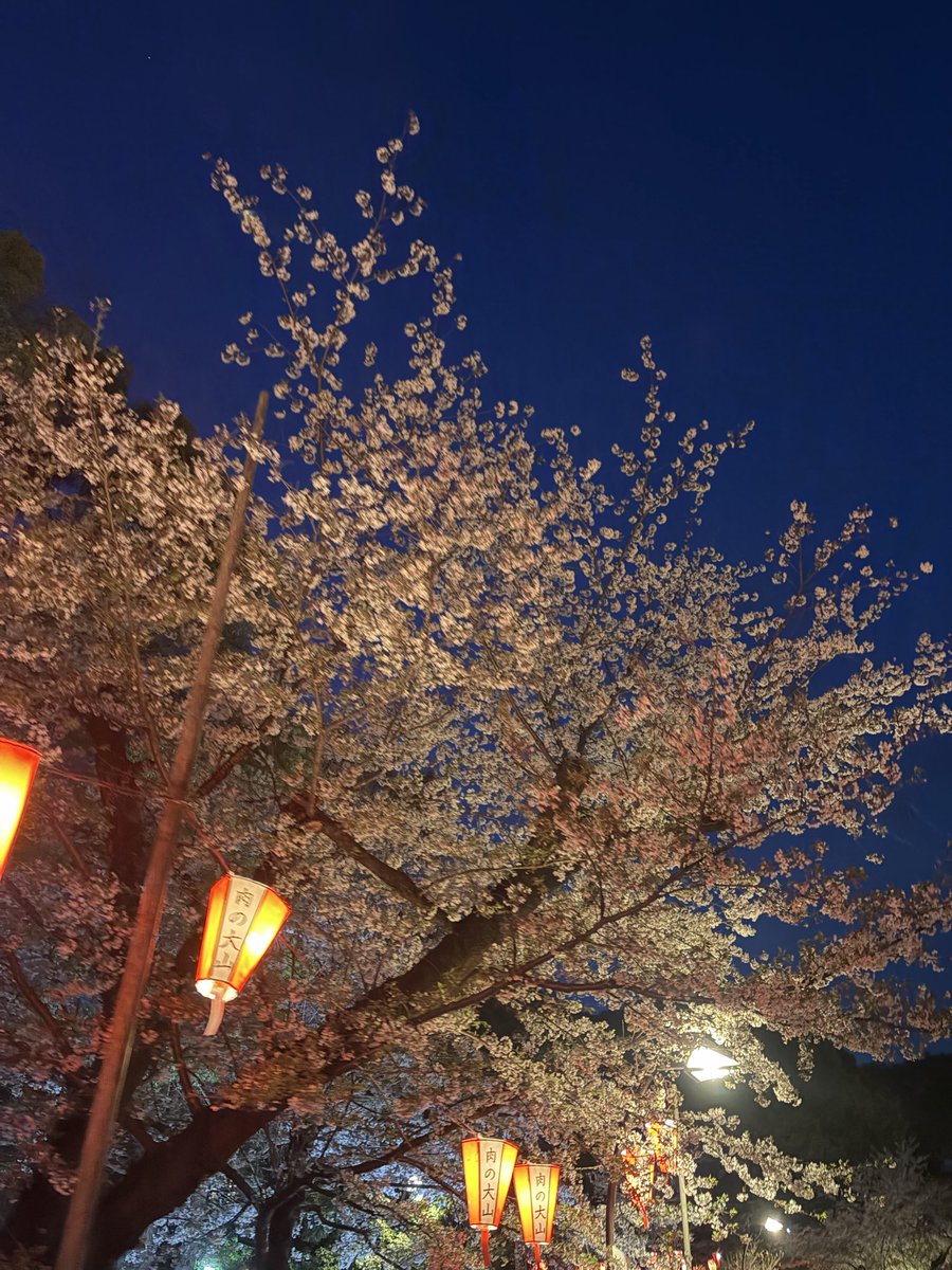 ash_0714cha's tweet photo. 上野の夜桜🌸🌙* :ﾟ
もうそろそろ見頃は終わりかな...

 #お花見  #花より団子 https://t.co/lxeHljOGe2