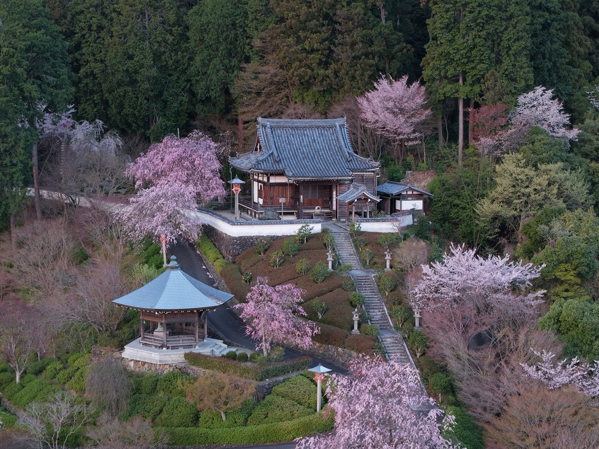 令和8年4月8日朝の様子です。 善峯寺の境内各所では桜の見頃を迎えてい
