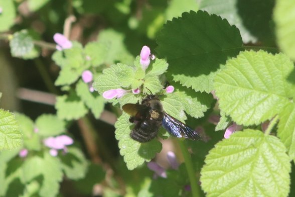 Naturgeschichte tweet media