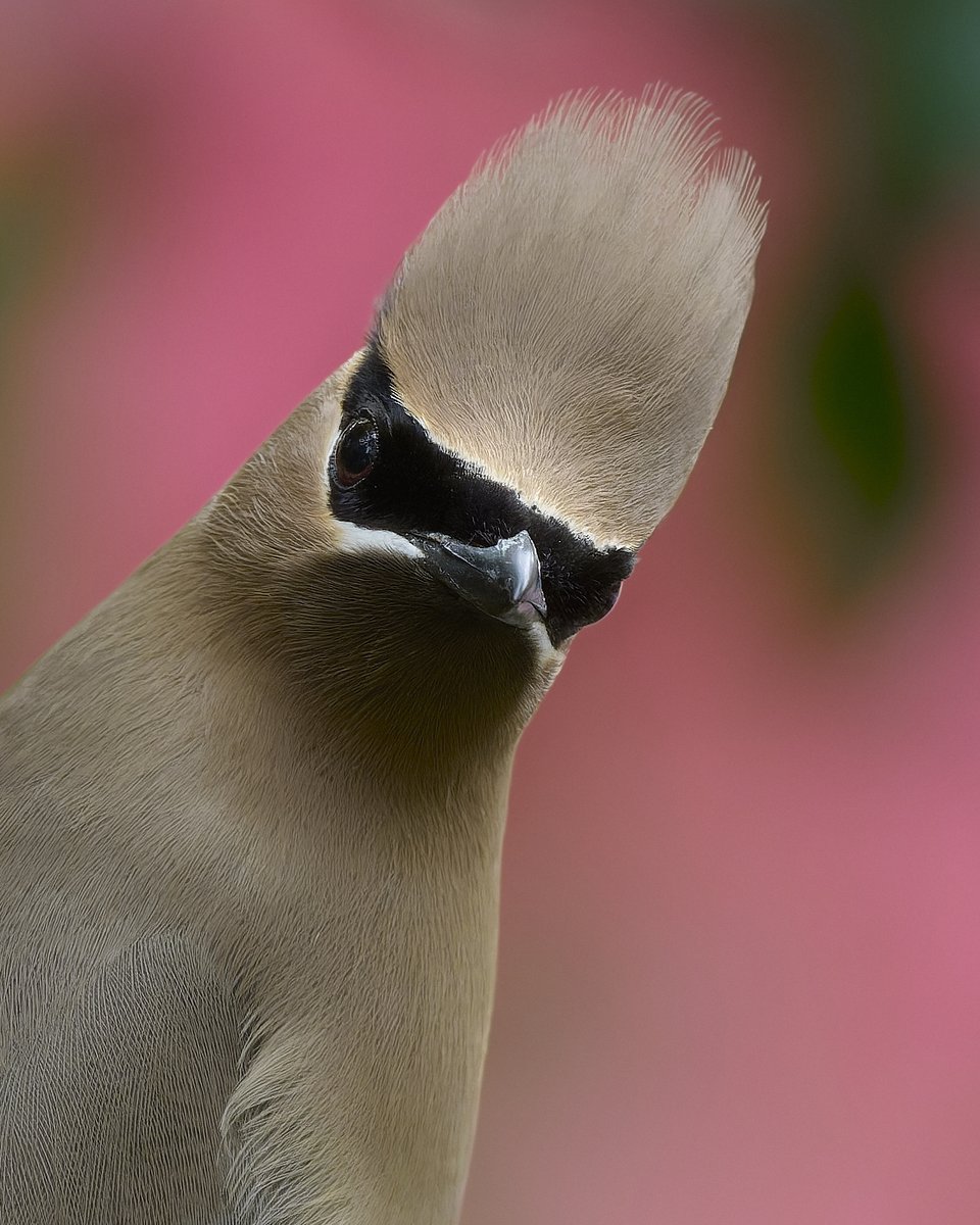 Corby Amos Photography tweet media