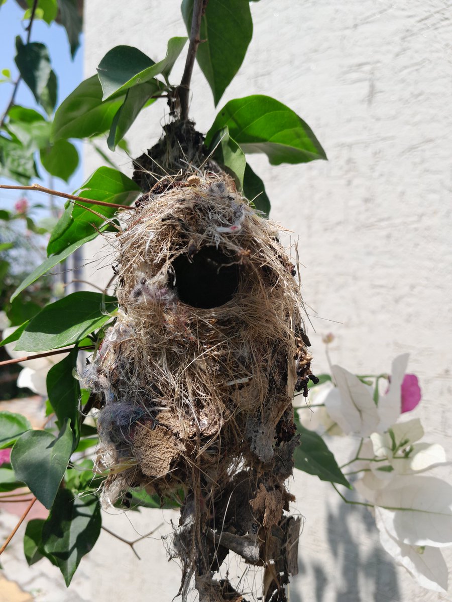 Found this little nest hanging on a thin branch