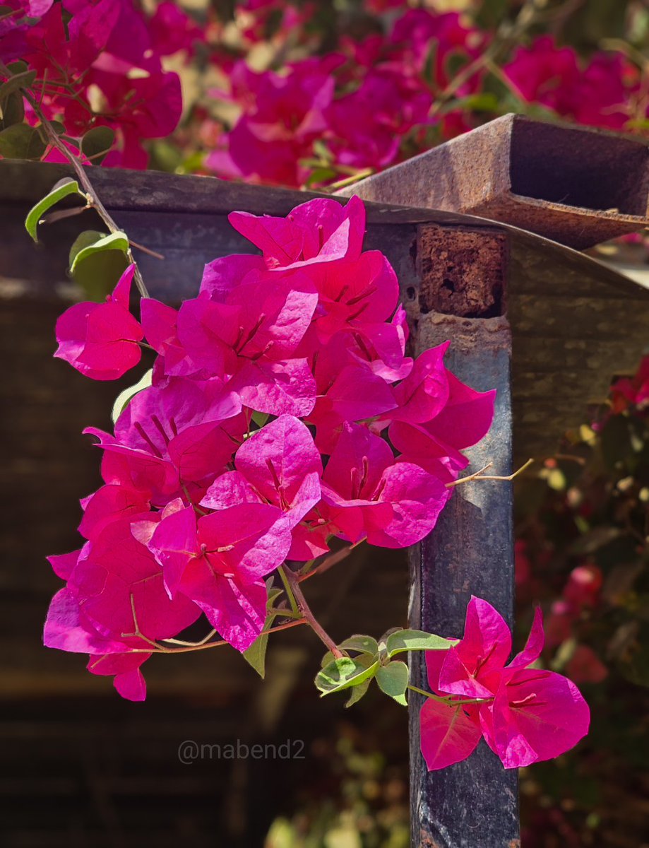 Manda Bendre 🇮🇳 tweet media