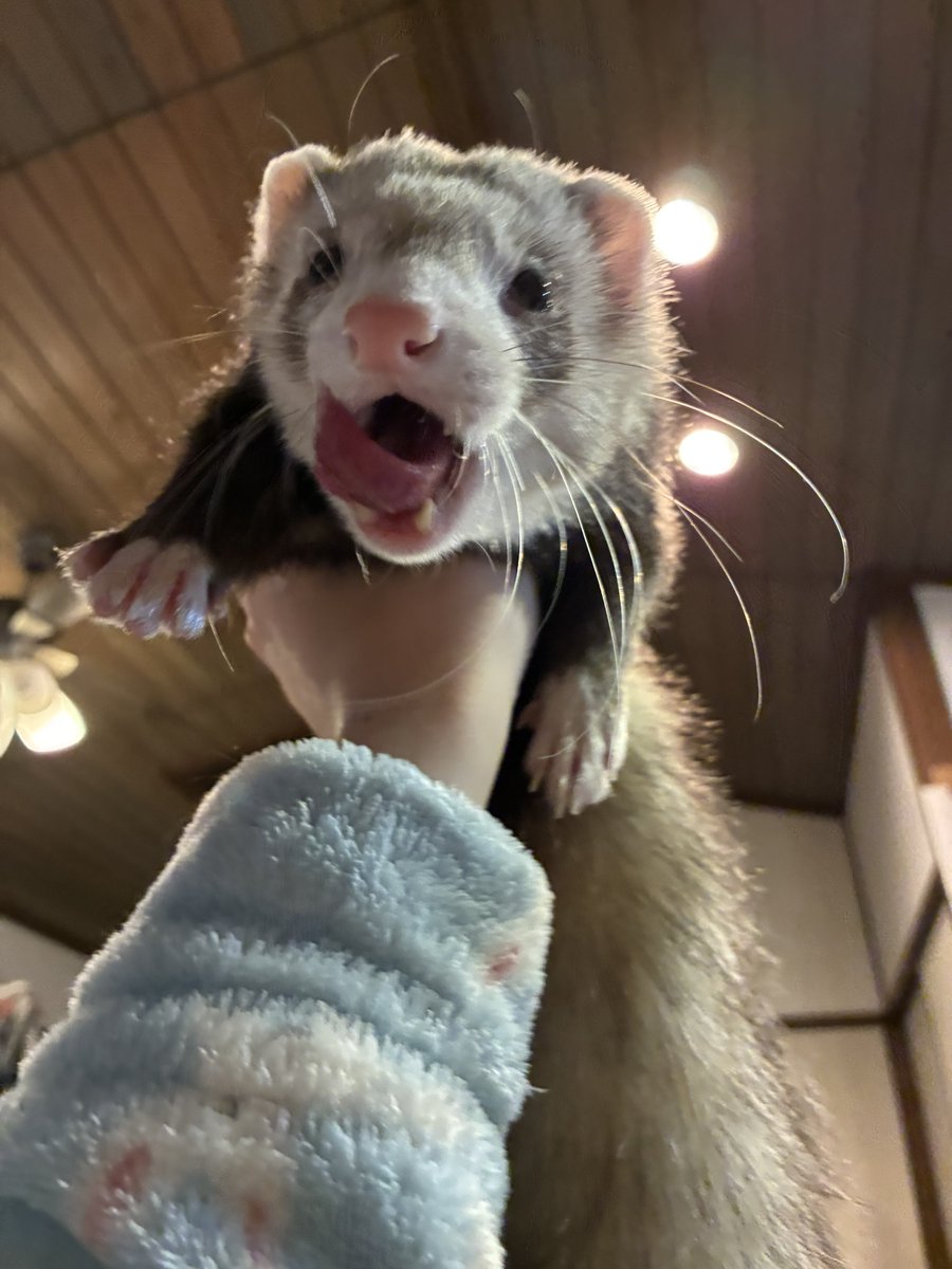 逆襲のプニとカイヌシ tweet media