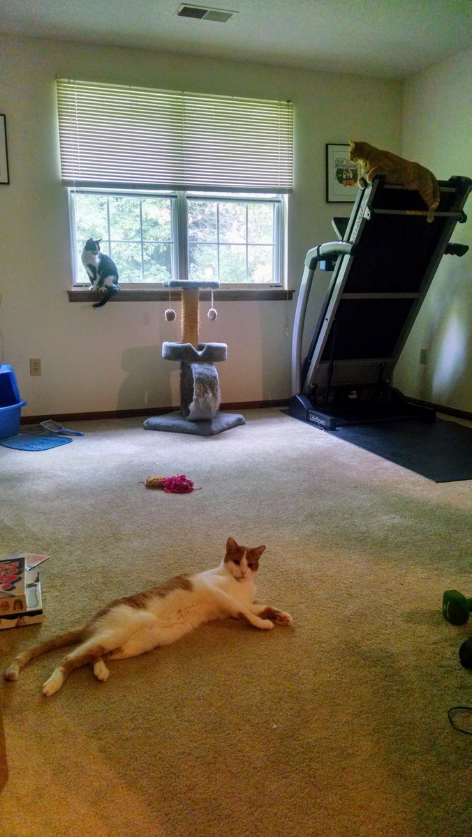 The triplets 🖤🤍🧡 #Lucy #Linus #Murphy #throwbackthursday