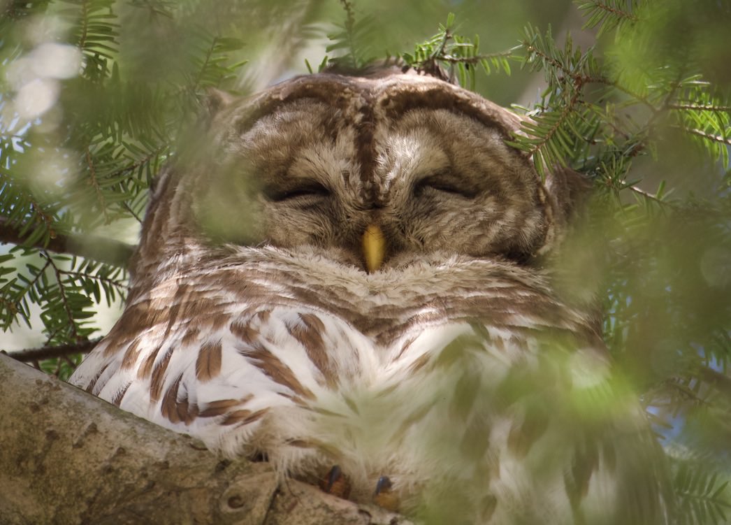 RoppityPhotos's tweet image. Good Morning. Have a great Thursday.  #Harry #Hemlock #Wildlife #WildlifePhotography #BarredOwl #Owls