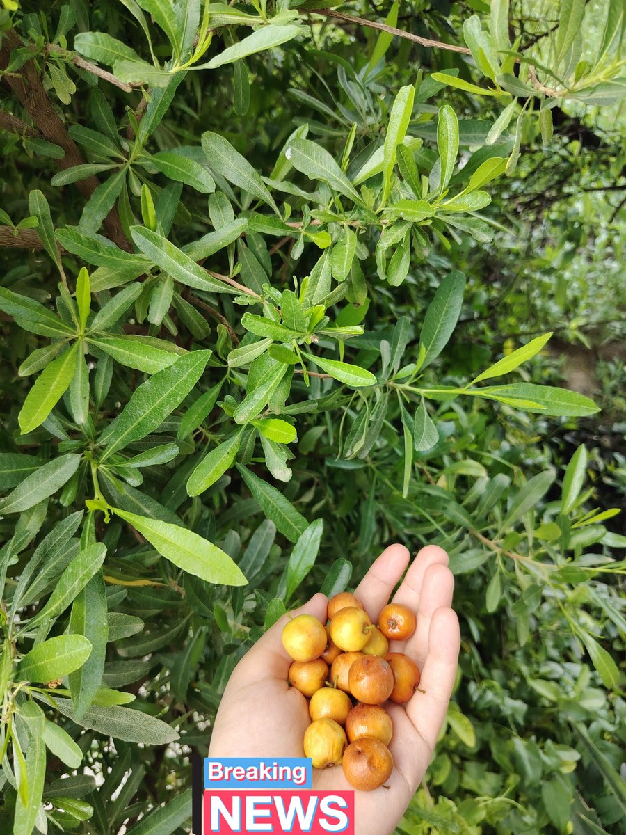 ببلز البنفسجية tweet media