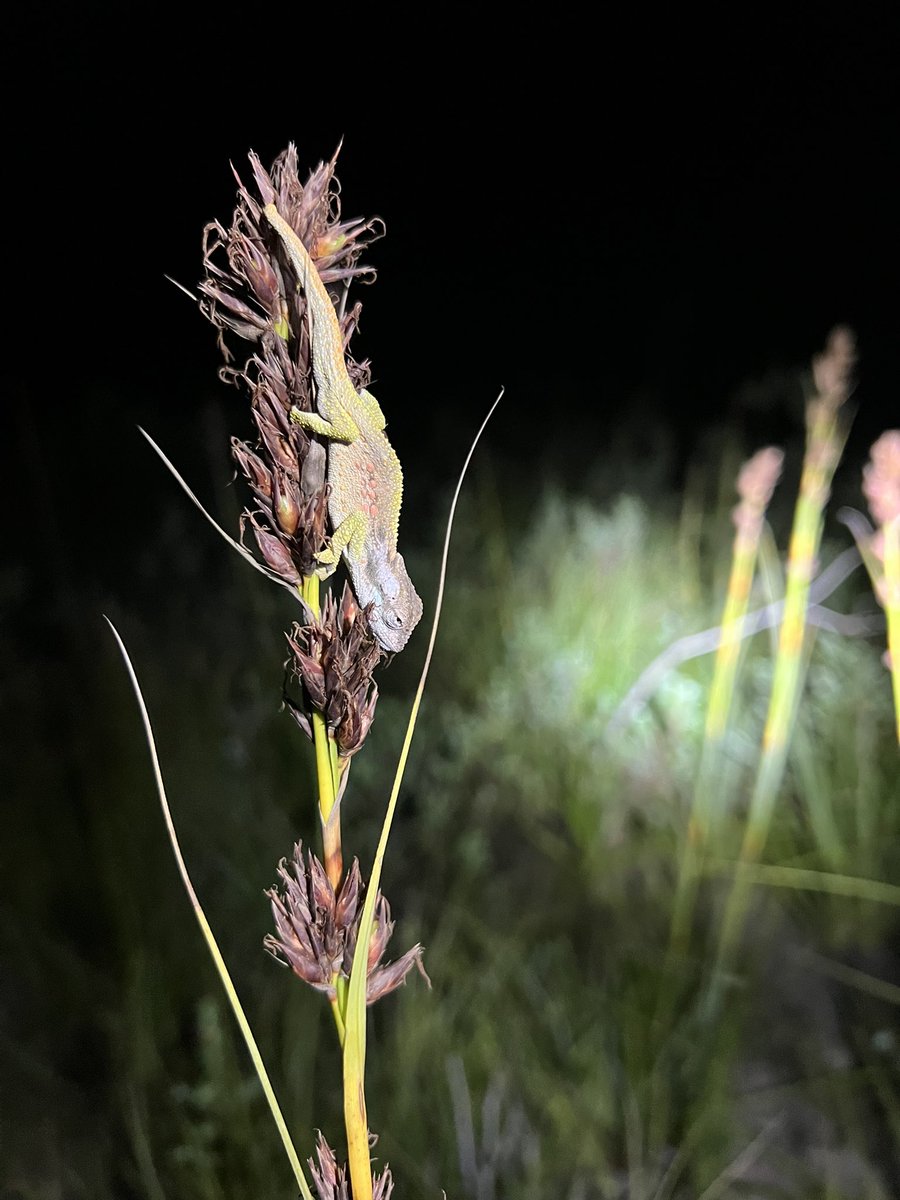 AndersonLabUSD's tweet photo. The montane fynbos ecomorph of the Southern Dwarf Chameleon (Bradypodion ventrale) at Groendal Nature Reserve. https://t.co/ZAKDX6Mb4F