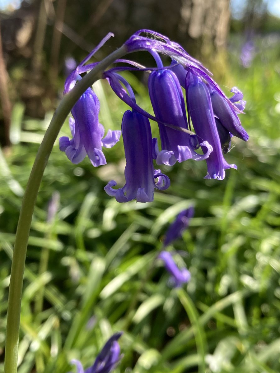 The English Oak Project tweet media