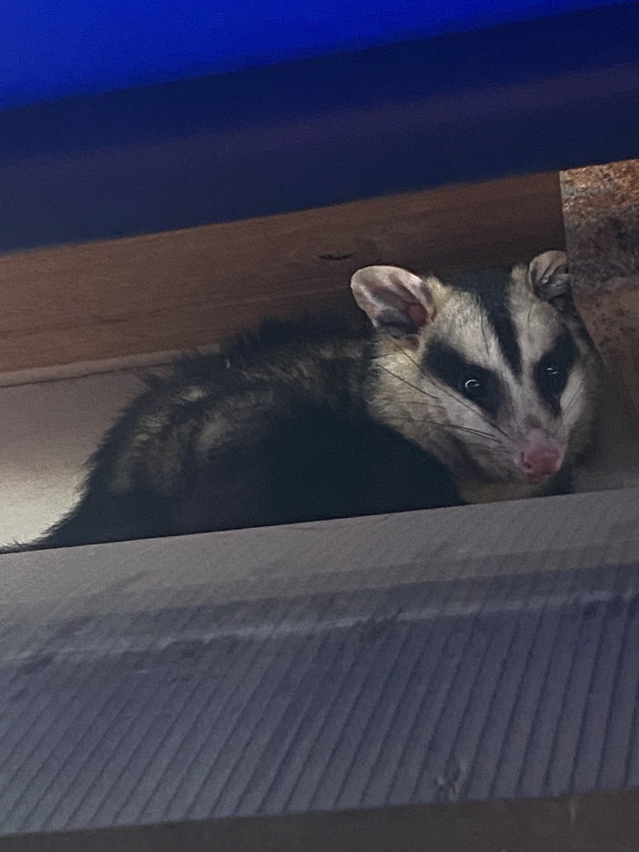 AlduNoca's tweet photo. Se metió una zarigüeya a mi casa, la perseguía mi gata y quedó en un alero en la terraza, no se deja agarrar!!! A quien tengo que llamar para que la agarren????? 
@aaguvolpato https://t.co/LVGSzmUrYf