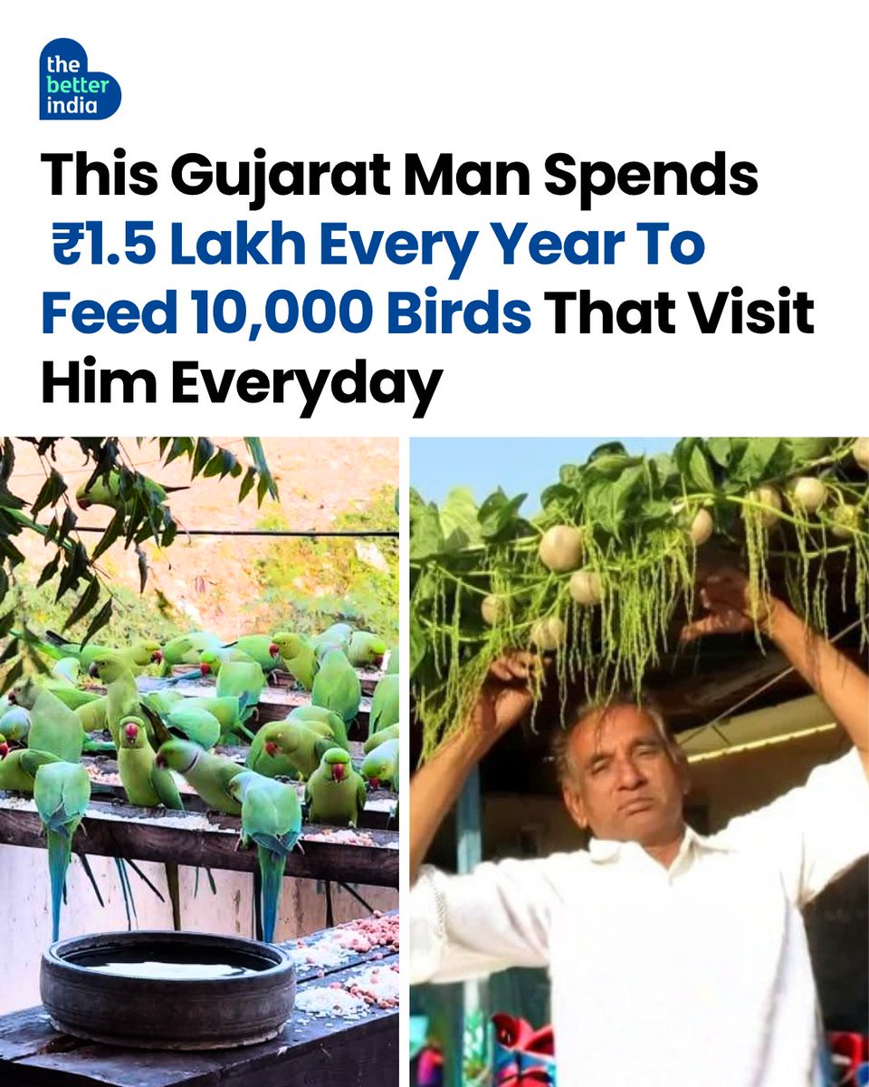 What would make 10,000 parrots choose one man’s home every monsoon?

Not a sanctuary. Not a forest lodge. Just years of quiet care, daily feeding, and a promise kept for nearly three decades.

Scroll down to meet Gujarat’s Parrot Man and the kindness that brings them back, year