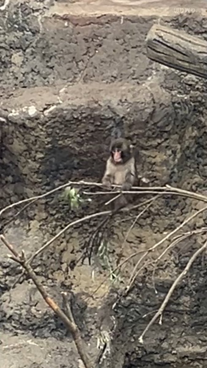 あしゅら太郎 tweet media