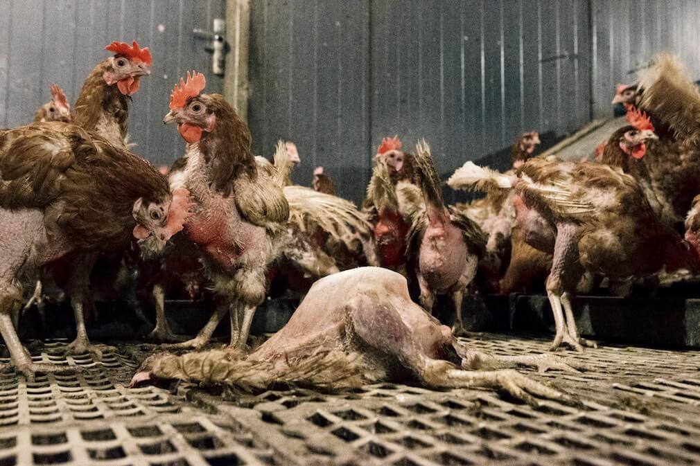 PETA_France's tweet image. Les poulets méritent autant de compassion que celle que nous accordons aux autres oiseaux, mais chaque année, des millions d'entre eux sont maltraités et tués pour leurs œufs et leur viande. #GoVegan 🐓