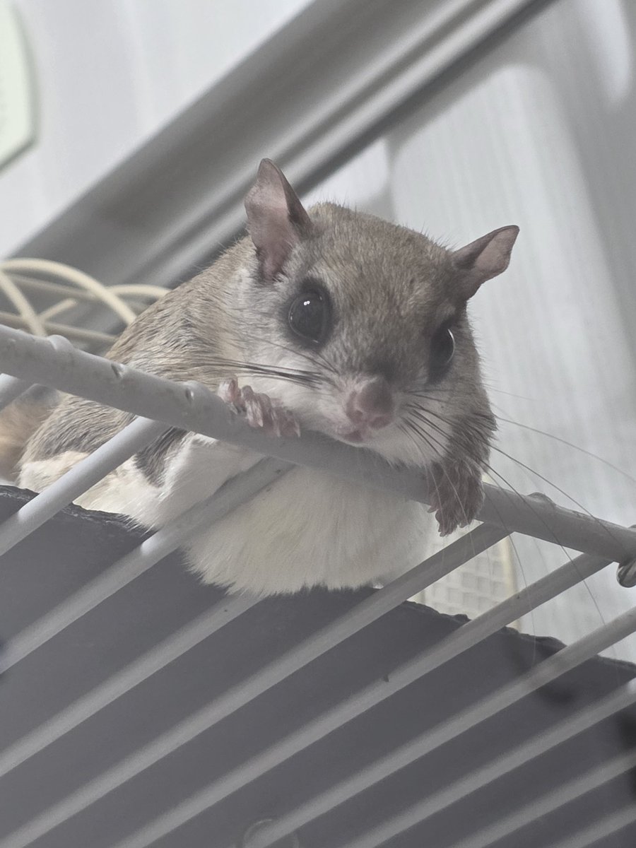 いつきり君 ✧【X版ちびちゃん祭】試運転開始!✍😎 🍚+■=✨🍙✨🤗 tweet media