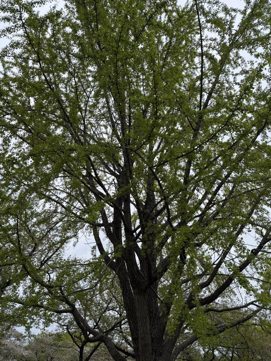 かめむし tweet media