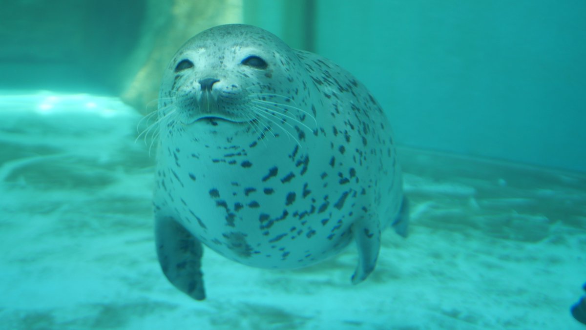 ｽｽﾞｷ tweet media