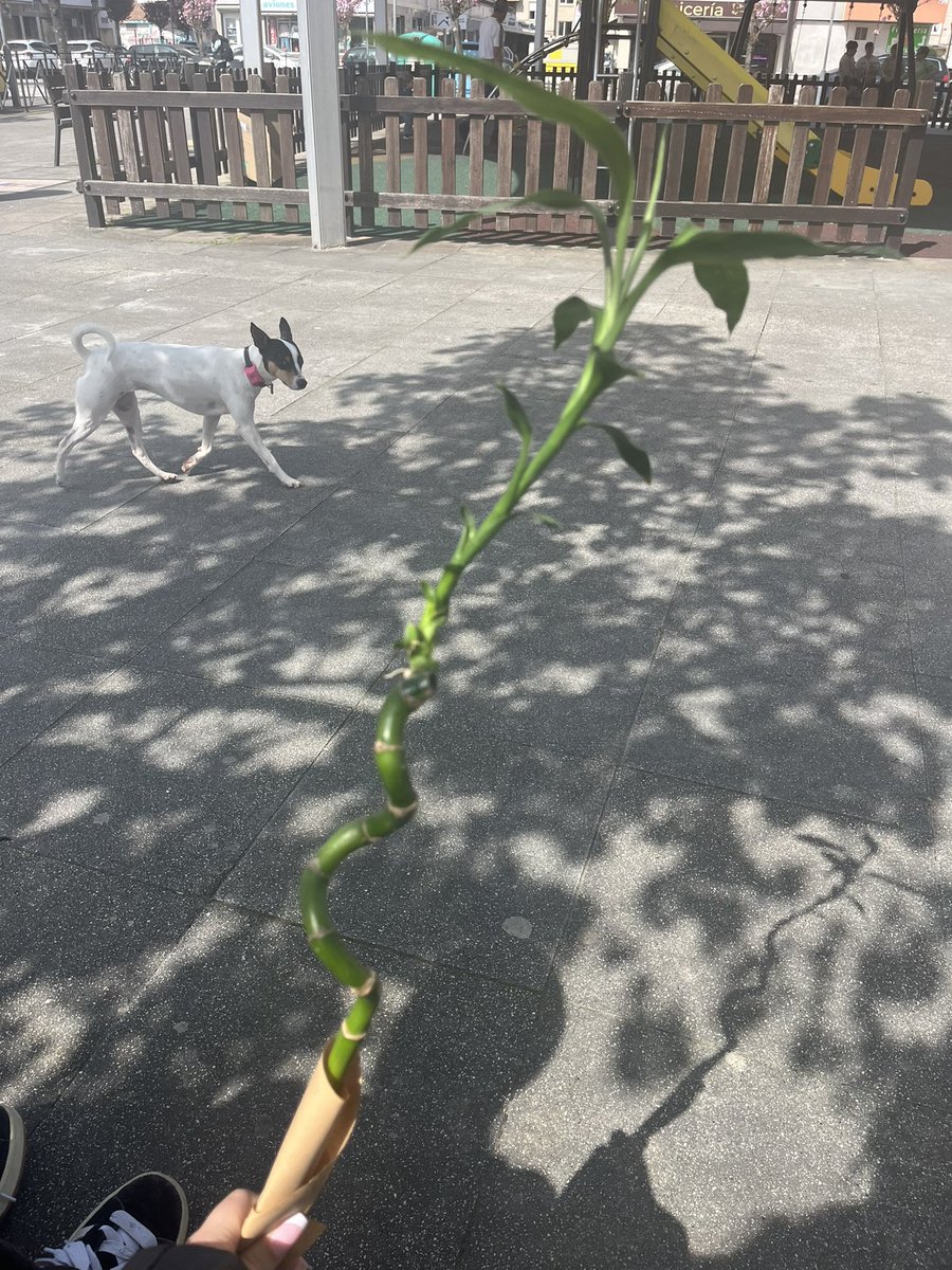 777 zowii ★彡 tweet media