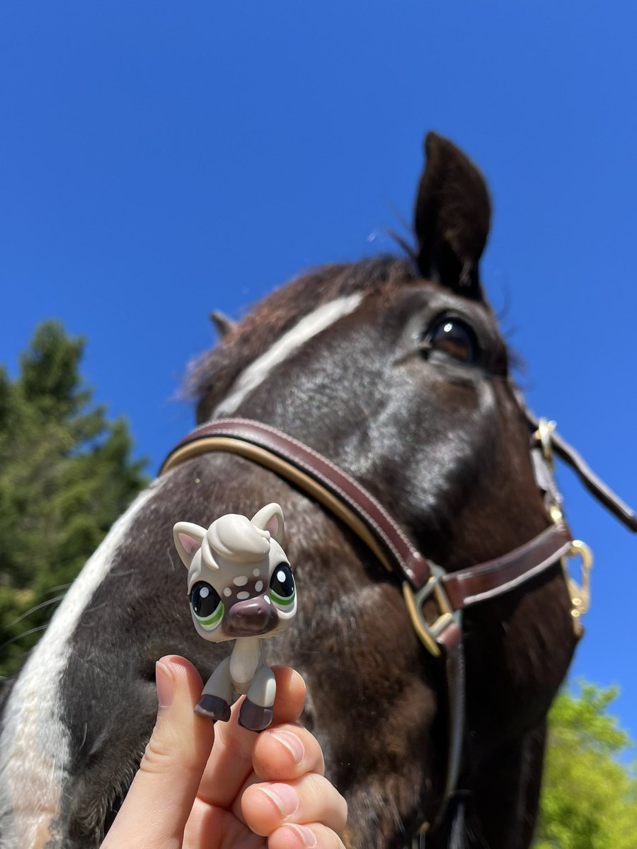 wildest petshop 𓋼𓍊✮☽ tweet media