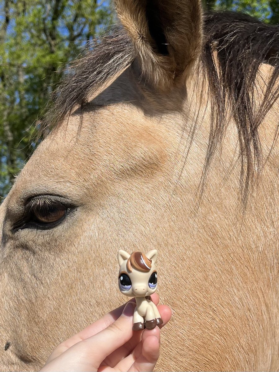 wildest petshop 𓋼𓍊✮☽ tweet media