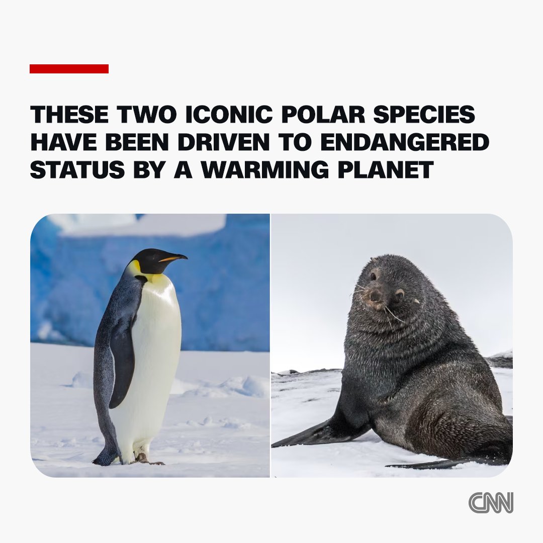 CNN International tweet media