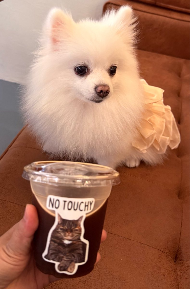 amuyo_tomoko's tweet image. Which one being the “No Touchy”? 🐶😼
Nice coffee and Ochazuke available here

📍 Peaky Pom Cáfe
17-1, Jalan 13/142, Taman Orkid Desa
56000 Cheras, Kuala Lumpur

#PeakyPomCafe #PetsFriendly #Cheras #NearbyTamanConnaughtPasarMalam