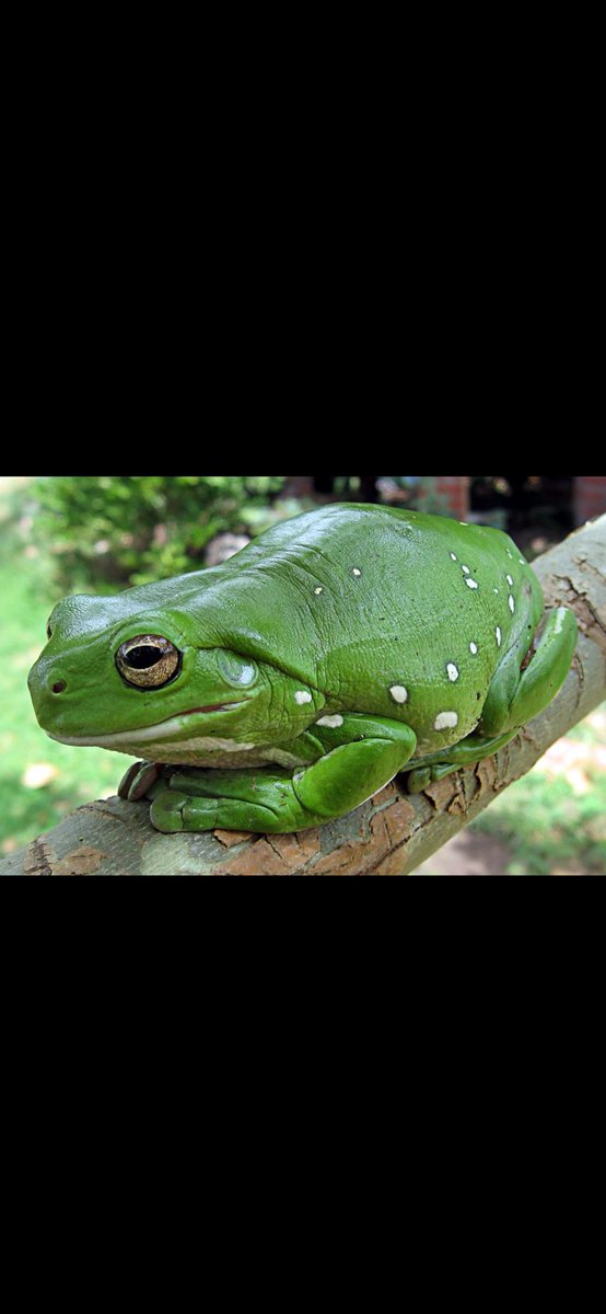 خلف الدهمشي العنزي tweet media