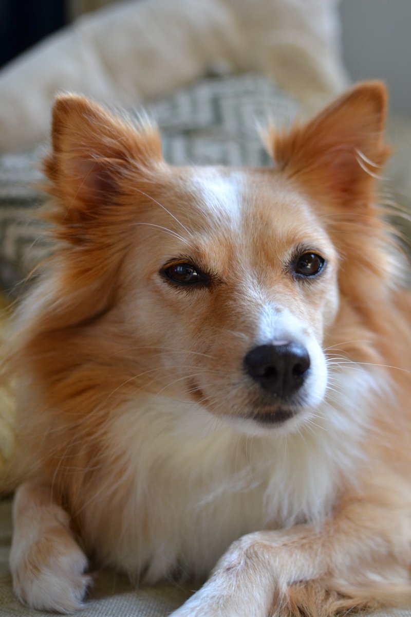 Doña Corleone tweet media