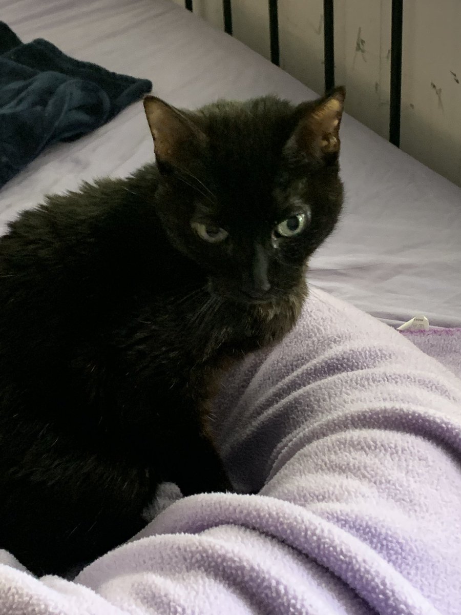 The Amazing AcroCats tweet media