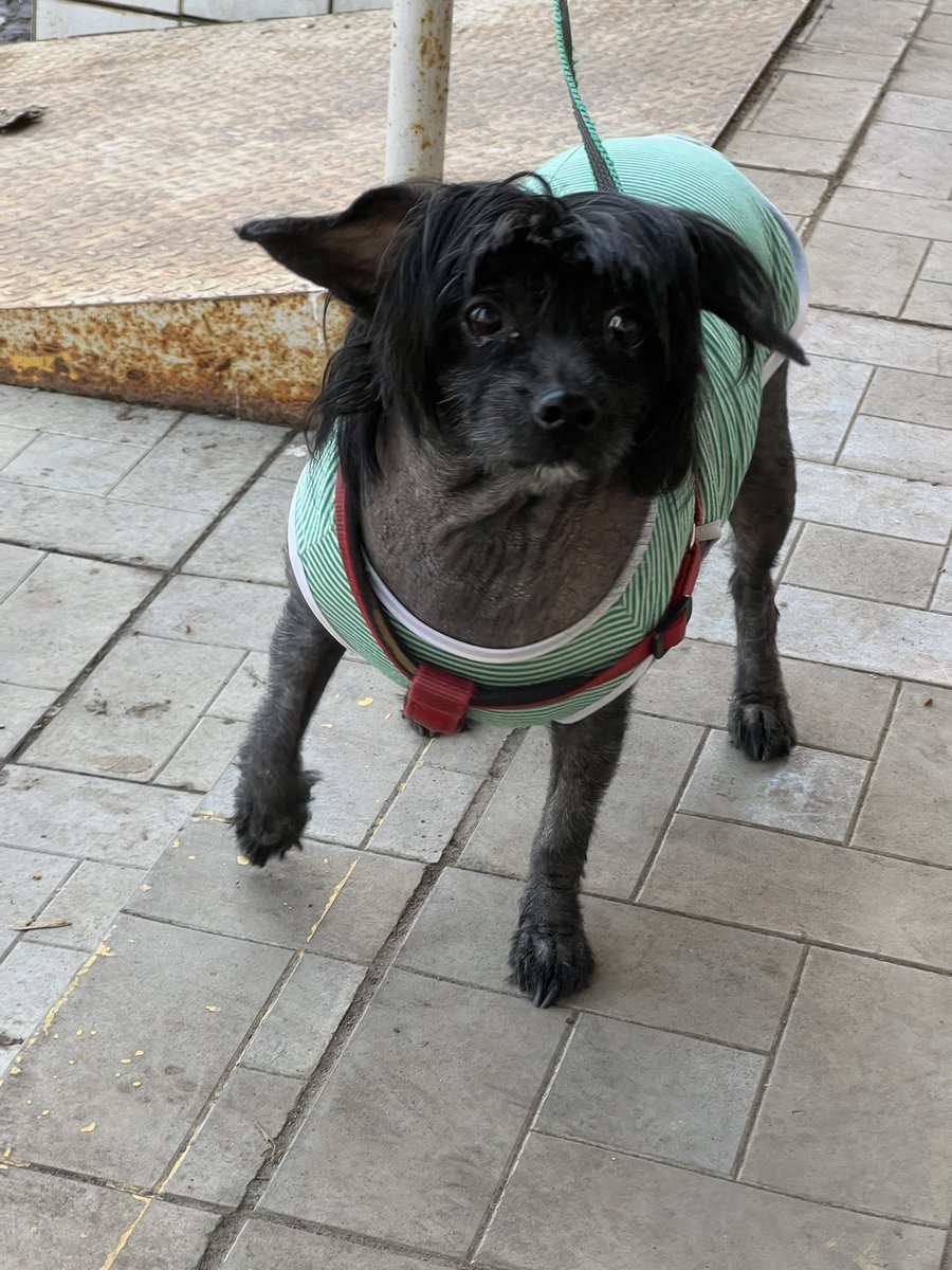 жизнь дашули балаболкиной tweet media