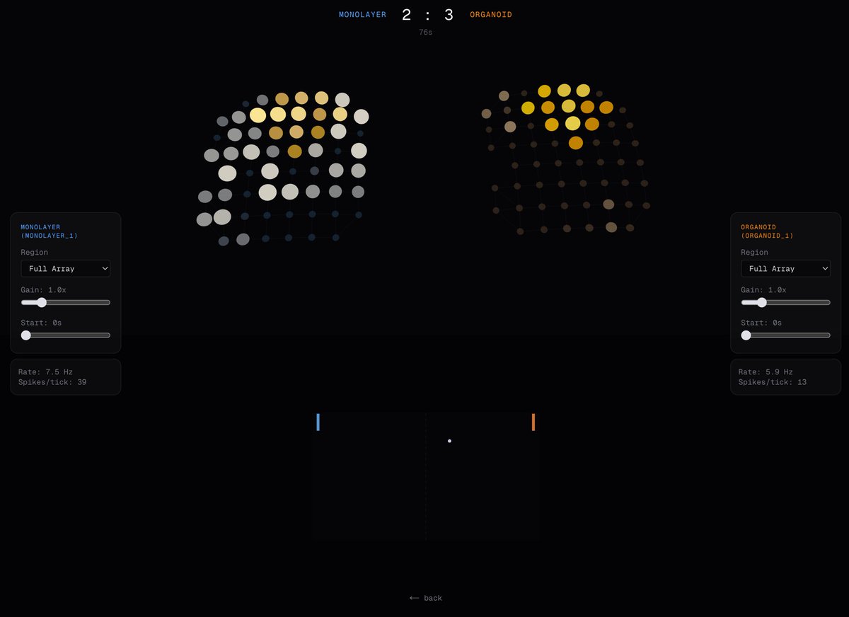 MichaelLodzik's tweet photo. Two cultures of real human brain cells play Pong against each other in your browser.

Every paddle move is decoded from real spike data. No simulation — actual recordings from @CorticalLabs.

Pick the brains. Tune what they 'see'. Watch them compete.

→ https://t.co/0oW6ElMt7n https://t.co/xz4UlM5hl5