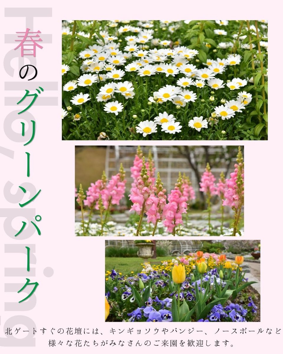 春のグリーンパークでは 多くのお花が見頃を迎えています