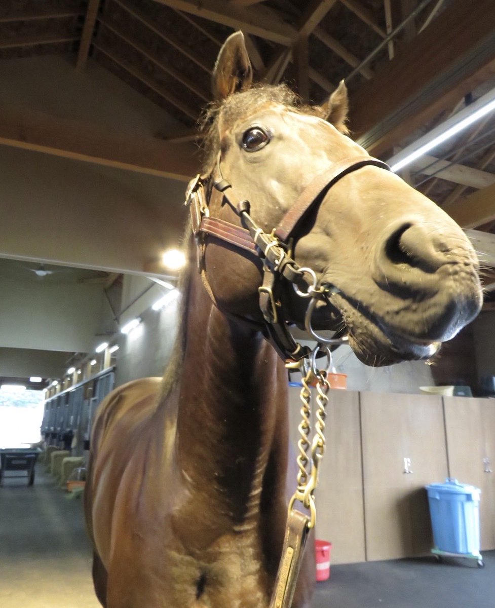 ポーのBOSS tweet media