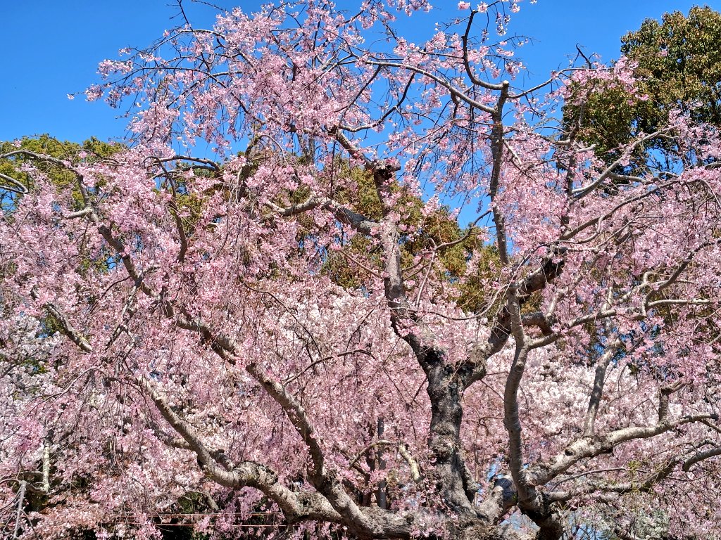 ちはるん tweet media