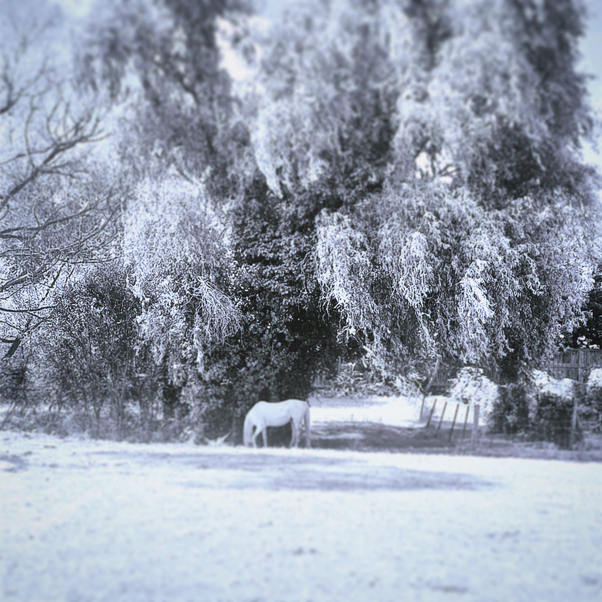 VWC_Writes's tweet image. Postmemory (2026) 

by Vikki C.

#horse #yearofthehorse #lament #artistcommunity #photography #poetrycommunity