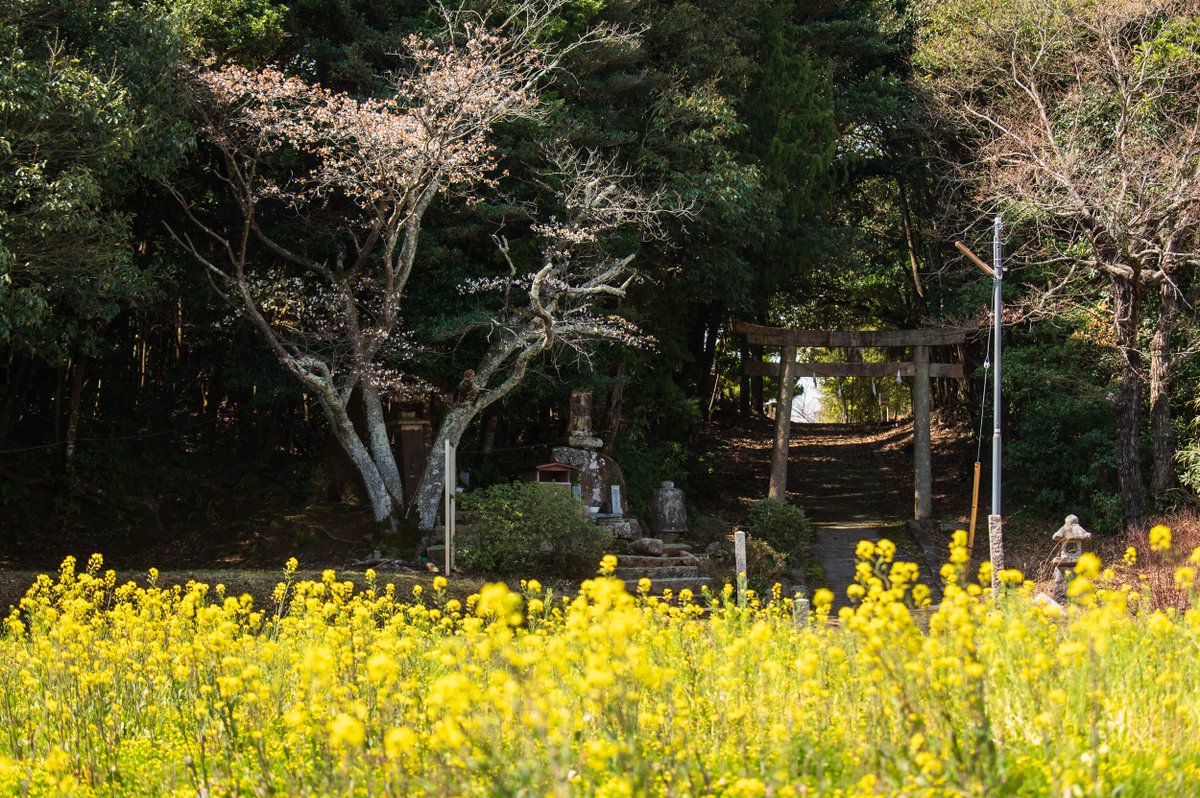 鎮守の森の裏　桜の古木と菜の花
  #nikon #D780 #photography #写真 #山口市 #菜の花 #canola #桜 #鳥居