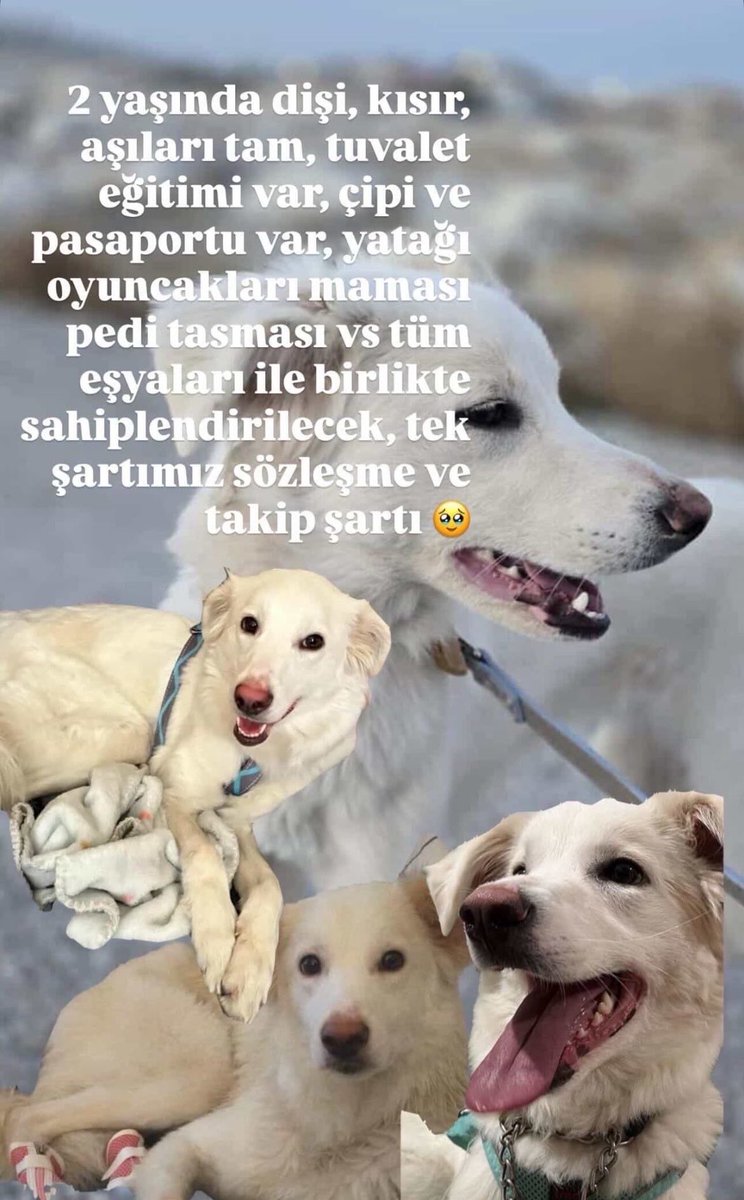 yeşil bebek tweet media