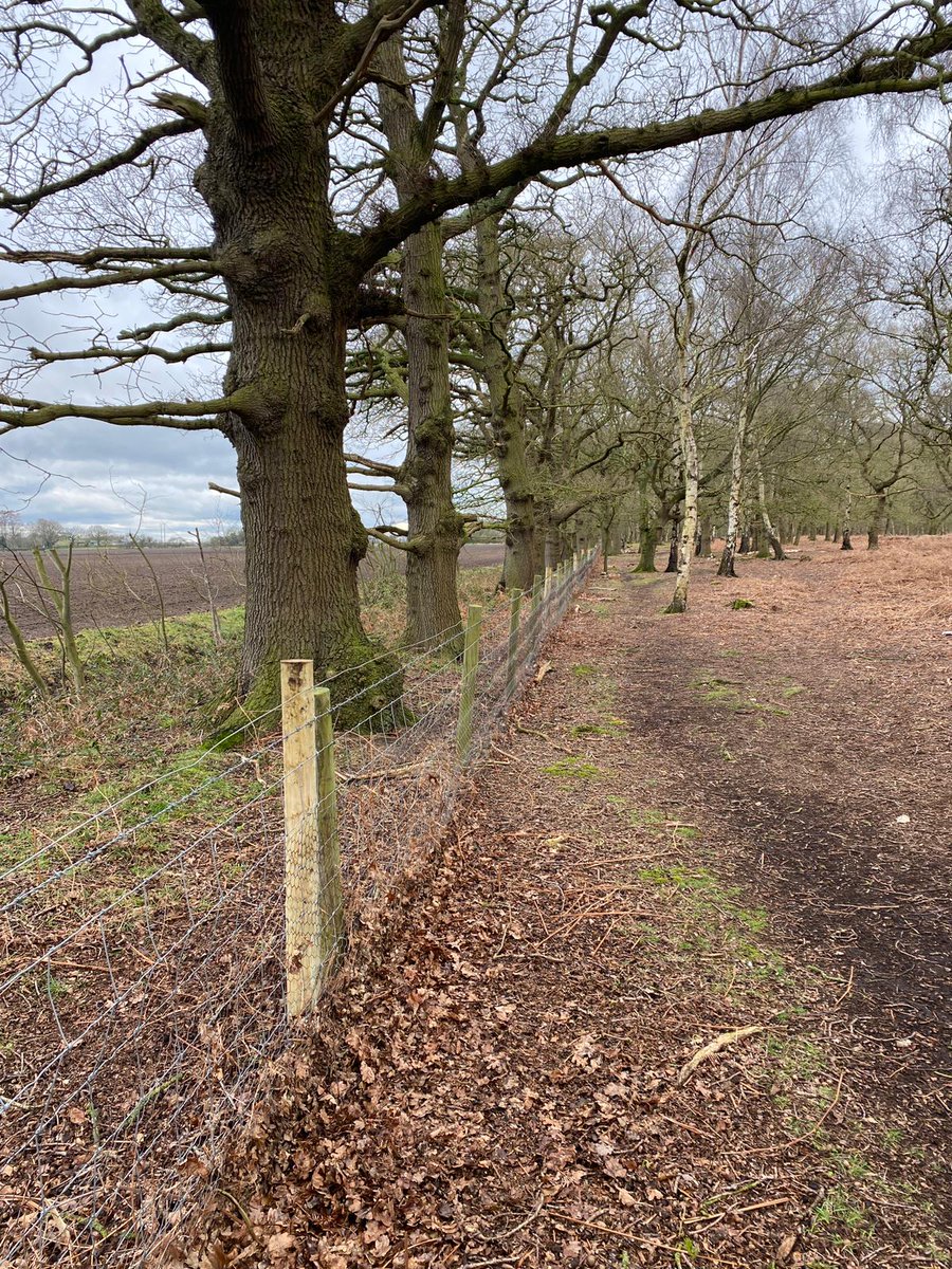 LDV_NNR's tweet photo. Our team have also been busy on #SkipwithCommon NNR recently carrying out boundary fencing repairs, to help out @EscrickPark and to keep the Exmoor Ponies, English Longhorn Cattle and Hebridean Sheep safe, all of which help with the management of the heathland via grazing ππ https://t.co/QH6u45AhPE