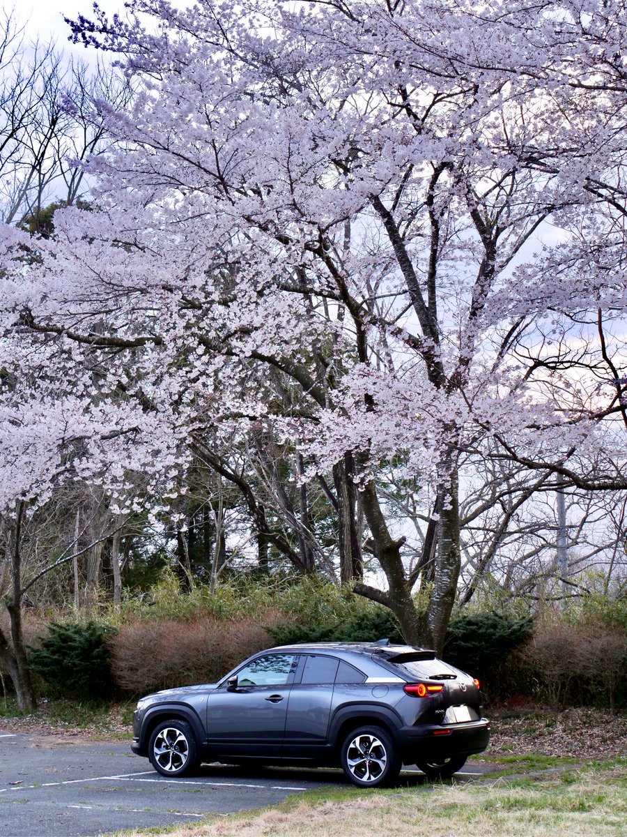 mossfe3's tweet image. 桜咲いたから、MX30と撮っておこう。
仕事終わりに急いで笑
#mazda
#mx30
#REV
#桜