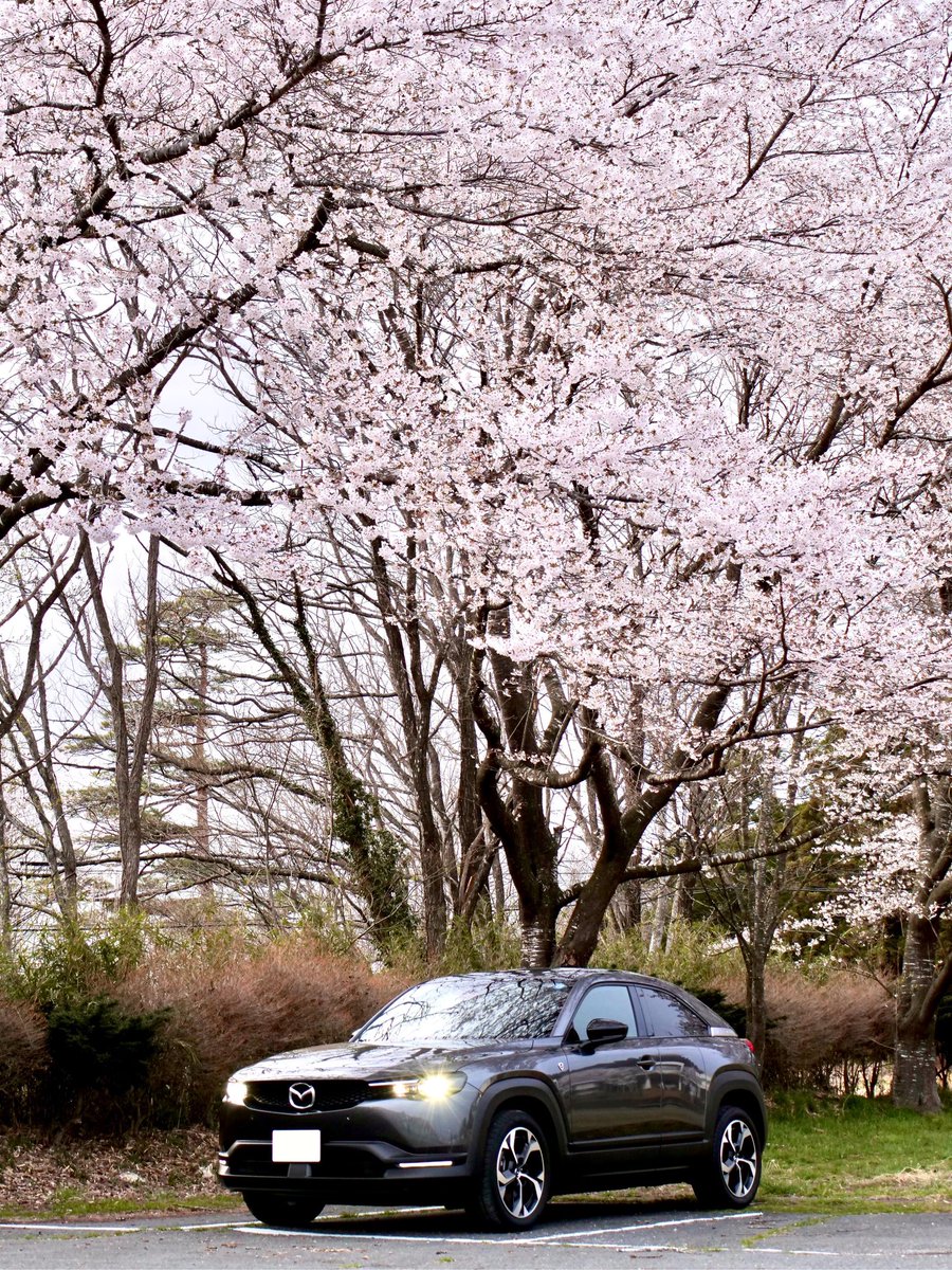 mossfe3's tweet image. 桜咲いたから、MX30と撮っておこう。
仕事終わりに急いで笑
#mazda
#mx30
#REV
#桜