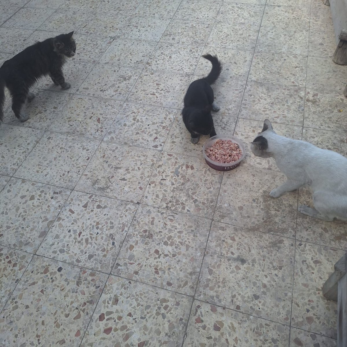 help cats tweet media